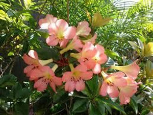 Rhododendron vireya 'Kisses' 3.3L (94777) 3.3L Rhododendron vireya 'Kisses' 3.3L (94777) 3.3L