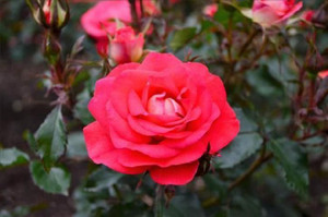 Rose 'Fireball' - Patio Standa 6L Rose 'Fireball' - Patio Standa 6L