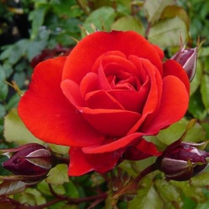 Rose 'Trumpeter' 6L (113163) 6L Rose 'Trumpeter' 6L (113163) 6L