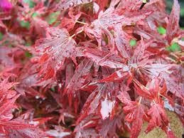 Acer palmatum 'Aratama' 6L