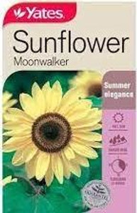 Yts Sunflower Moonwalker - 2 Yts Sunflower Moonwalker - 2