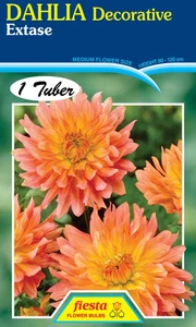 Dahlia Decorative 'Extase'