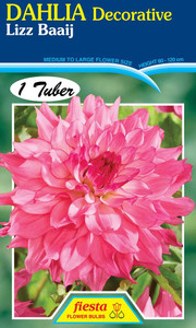 Dahlia Decorative 'Lizz Baaji'