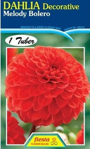 Dahlia Decorative 'Melody Bole