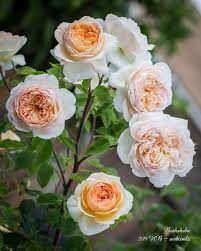 Rose 'Bathsheba' - English Cli 4.7L