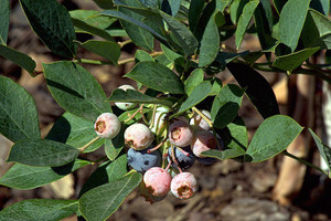 Blueberry 'Maru' 1.9L (95277) 1.9L Blueberry 'Maru' 1.9L (95277) 1.9L