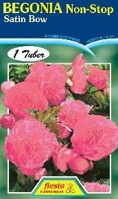 Begonia 'Satin Bow'
