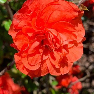 Chaenomeles s 'Orange Storm' 2.5L Chaenomeles s 'Orange Storm' 2.5L