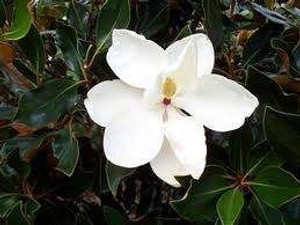 Magnolia gr 'Little Gem' 6L (95440) 6L Magnolia gr 'Little Gem' 6L (95440) 6L
