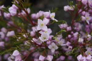 Boronia pinnata 2.5L