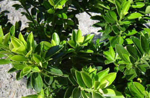 Euonymus 'Emerald Gem' GOL Euonymus 'Emerald Gem' GOL
