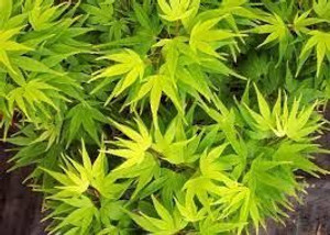 Acer p 'Mikawa Yatsabusa' 6L (95702) 6L Acer p 'Mikawa Yatsabusa' 6L (95702) 6L