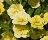 Calibrachoa 'Double Lemon' 1.5L