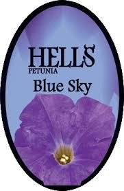 Petunia Hells 'Blue Sky' 2.5L