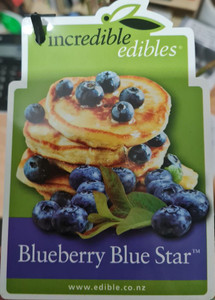 Blueberry 'Blue Star' 1.9L