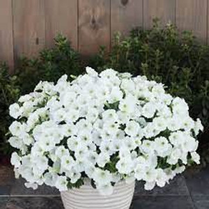 Petunia 'Bubblegum Snowdrift' 1.5L Petunia 'Bubblegum Snowdrift' 1.5L