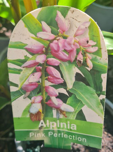 Alpinia 'Pink Perfection' 6L