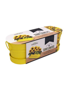 Windowsill Seed Kit - Sunflowe Windowsill Seed Kit - Sunflowe