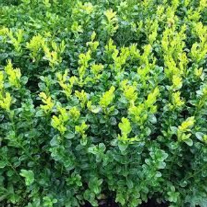 Buxus sempervirens 'Cone' 8.5L Buxus sempervirens 'Cone' 8.5L