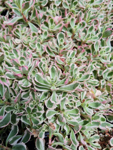 Sedum spurium 'Rainbow Blob' 1.9L