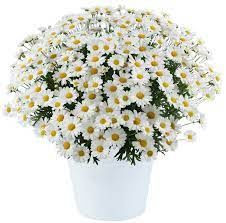 Argyranthemum 'Lollies White C 2.5L