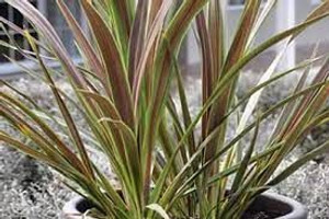 Cordyline banksii 'Electric St 2.5L Cordyline banksii 'Electric St 2.5L
