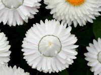 Bracteantha 'White' 1.5L