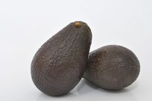 Avocado 'Cleopatra' PB5