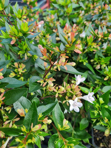 Abelia grandiflora - Hedging 1L Abelia grandiflora - Hedging 1L