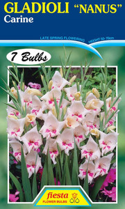 Gladioli Nanus 'Carine' 7