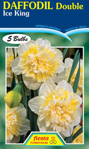 Daffodil 'Ice King' 5