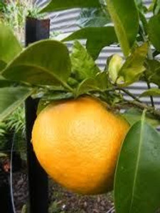 Citrus 'Grapefruit Cutlers Red 4.7L (96874) 4.7L Citrus 'Grapefruit Cutlers Red 4.7L (96874) 4.7L