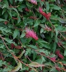 Grevillea 'Royal Mantle' 2.5L