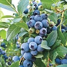 Blueberry 'O'Neal' 1.3L (97161) 3.3L