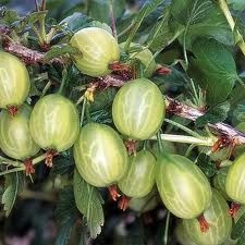 Gooseberry 'Invicta' 3L