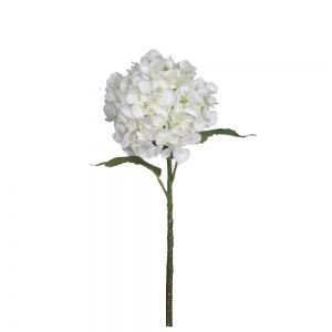 Hydrangea - Classic White Crea