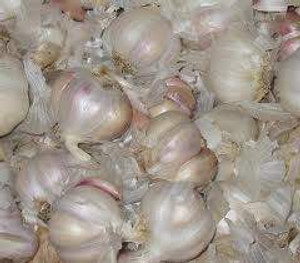 Garlic Bulbs - Printanor 3