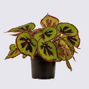 Begonia mosoniana 'Mountain' 14cm Begonia mosoniana 'Mountain' 14cm