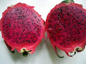 Pitaya Dragon Fruit 'Red' 4L Pitaya Dragon Fruit 'Red' 4L