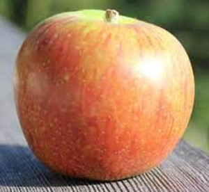 Apple 'Irish Peach' Heritage PB18 Apple 'Irish Peach' Heritage PB18