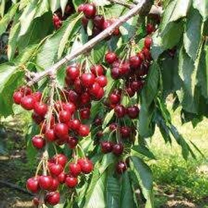 Cherry 'Montmorency' PB18 Cherry 'Montmorency' PB18