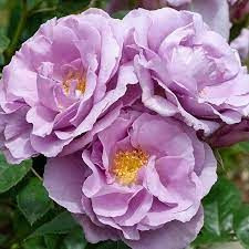 Rose 'Forget Me Not' 4.7L