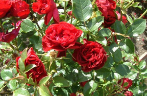 Rose 'Lest We Forget' 4.7L