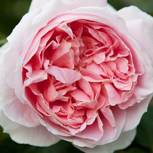 Rose 'NZ Gardener' 4.7L