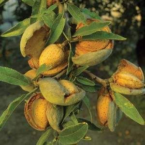 Almond 'All In One' 4.7L (63917) PB18