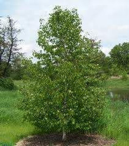 Betula platyphylla var. japoni PB18 (97575) PB18 Betula platyphylla var. japoni PB18 (97575) PB18