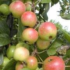 Malus 'Gorgeous' PB 18