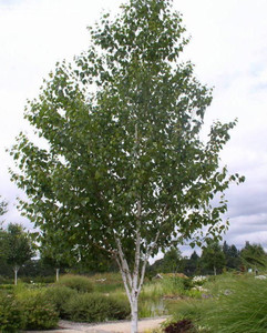 Betula utilis var. jacquemonti PB18 (111196) PB18 (97591) PB18 Betula utilis var. jacquemonti PB18 (111196) PB18 (97591) PB18