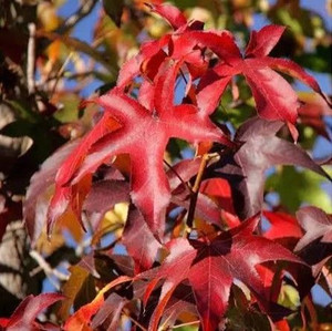 Liquidamber s 'Summer Storm' PB18 Liquidamber s 'Summer Storm' PB18