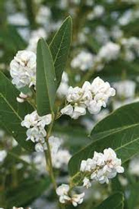 Hardenbergia v 'White Out' 3.5L Hardenbergia v 'White Out' 3.5L
